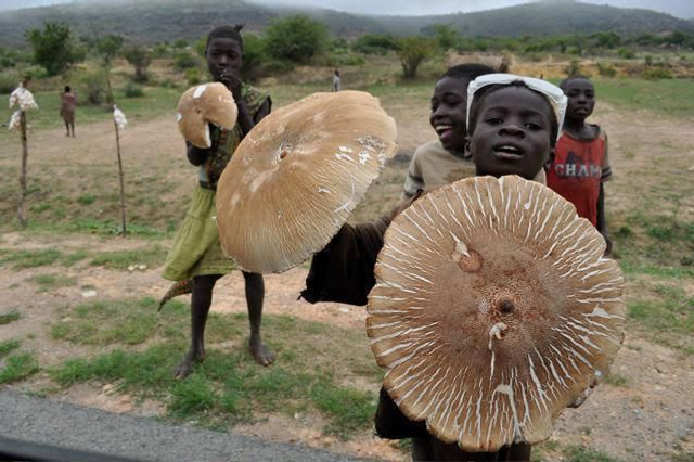 PRE ORDER Termitomyces titanicus, 's werelds grootste eetbare paddenstoel, gedroogd 