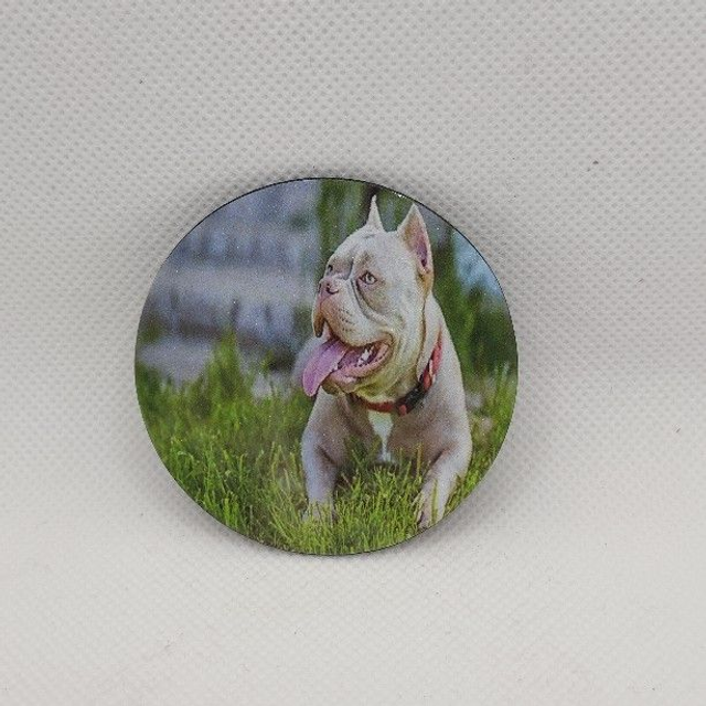 Chien - American Bully gris