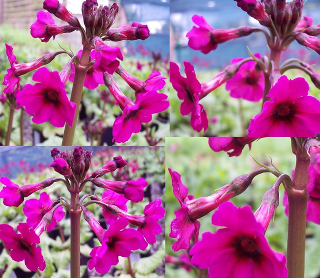 4 X plants Primula japonica Carminea candelabra