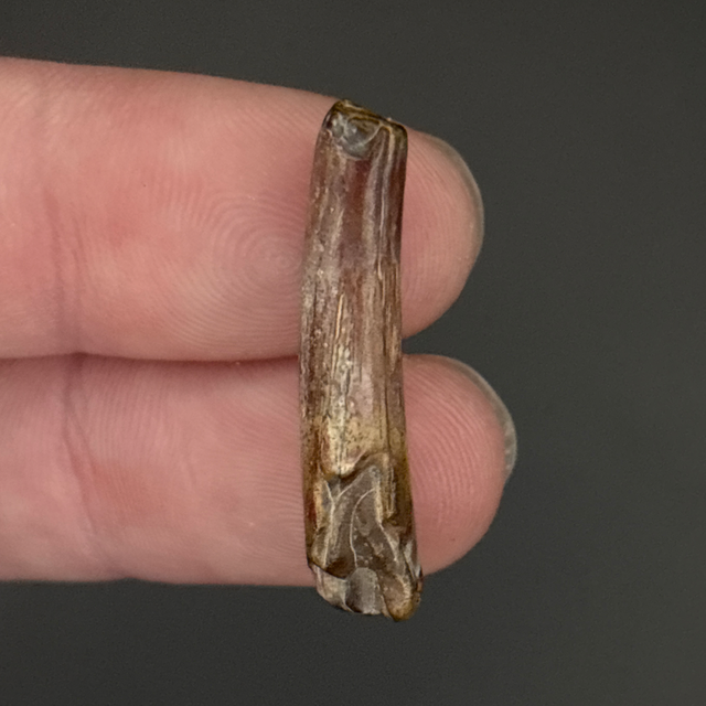 Pterosaur Tooth