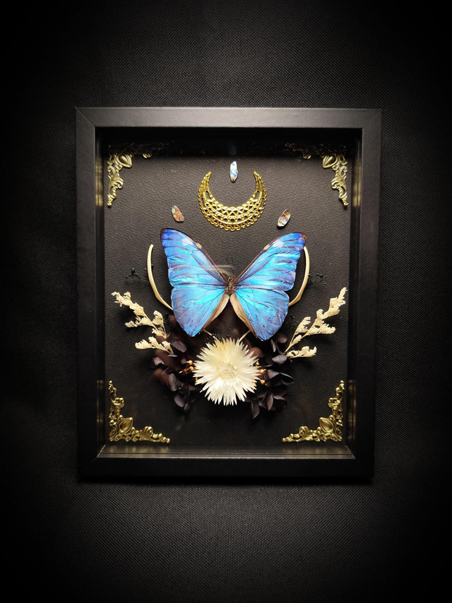 Cadre Papillon Morpho Adonis 
