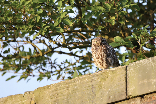 "Lovely Little Owl" Print    