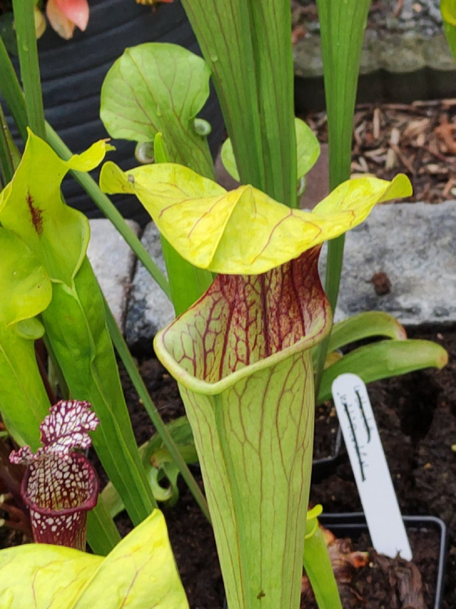 Sarracenia Oreophila SIC Dons Garden