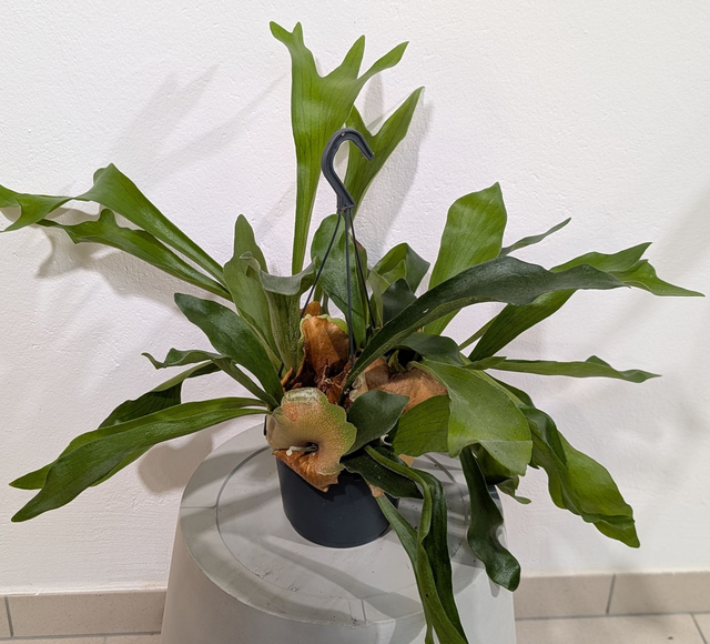 XXL Platycerium Geweihfarn