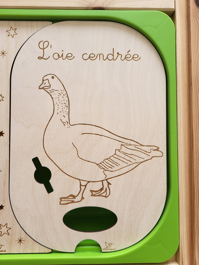 L&#039;oie cendrée 