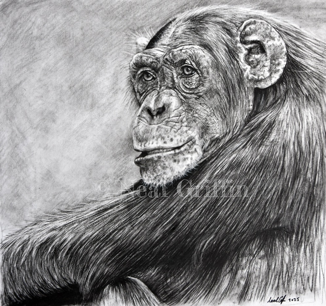 ‘Chimp’ Giclee print 