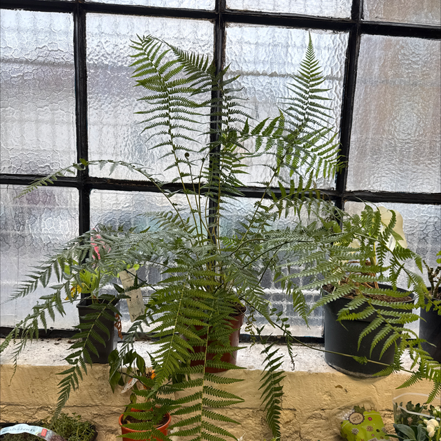 Fougère arborescente 