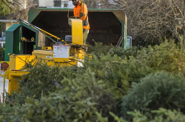 Tree collection outside property on 5th January 2026