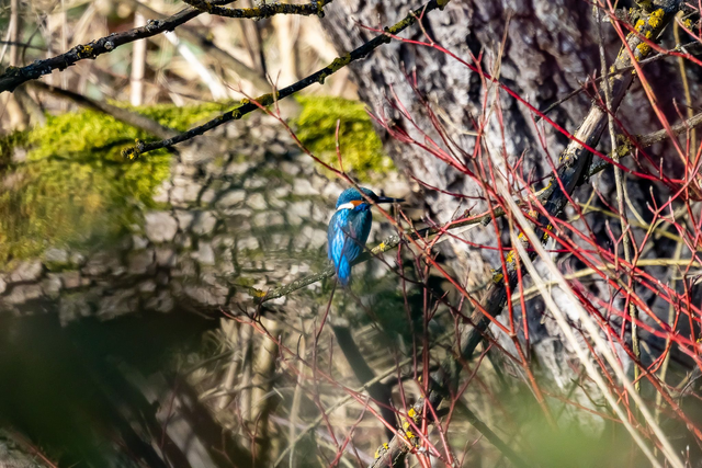 Eisvogel / Kingfisher 70x100cm (P011)