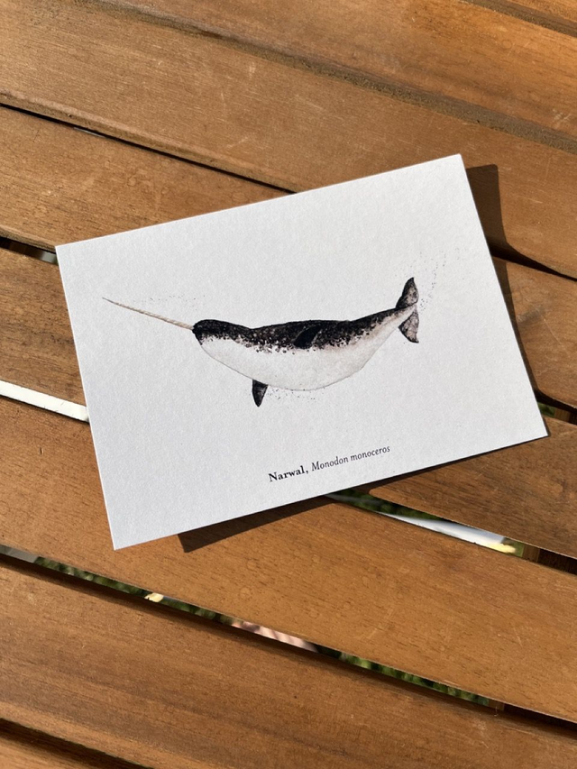Postkarte Wal "Narwal"