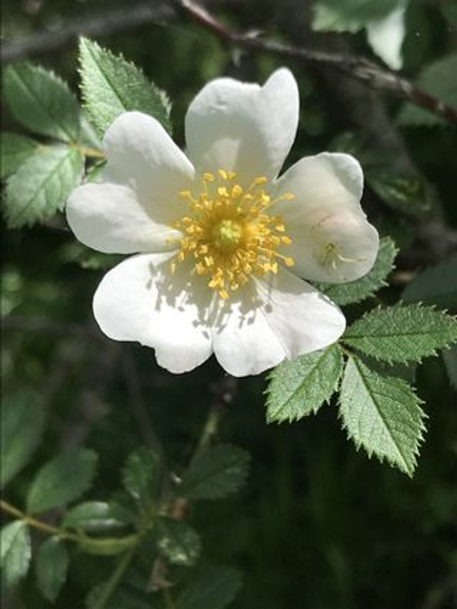 Eglantier (Rosa canina)