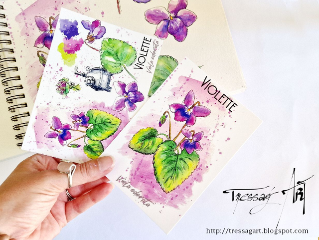 LOT 2 CARTES "PLANTES A PARFUM" de Grasse - Viola odorata - Violette - TR025004