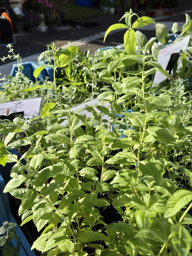 Verveine odorante citronée