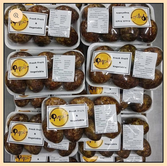 Lao Olive มะกอกลาว