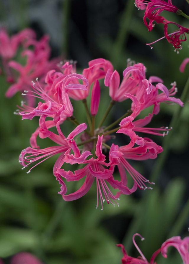 Crown of Flowers - Nerine Sarniensis
