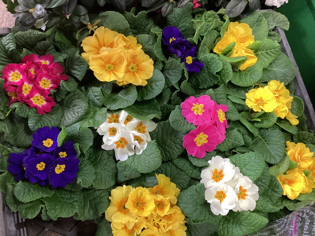 Primula