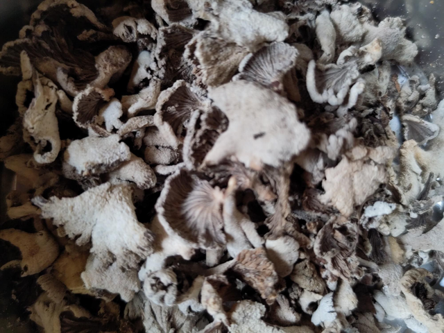 Pampa, gedroogde wilde paddenstoel 50 gr. in zak