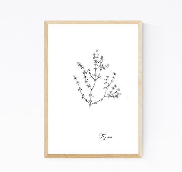 Thym, thymus vulgaris