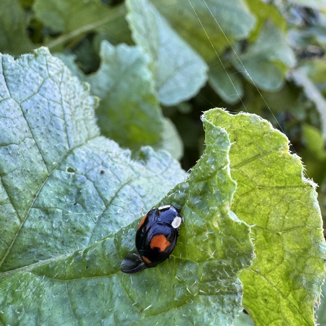 Ladybird on leaf