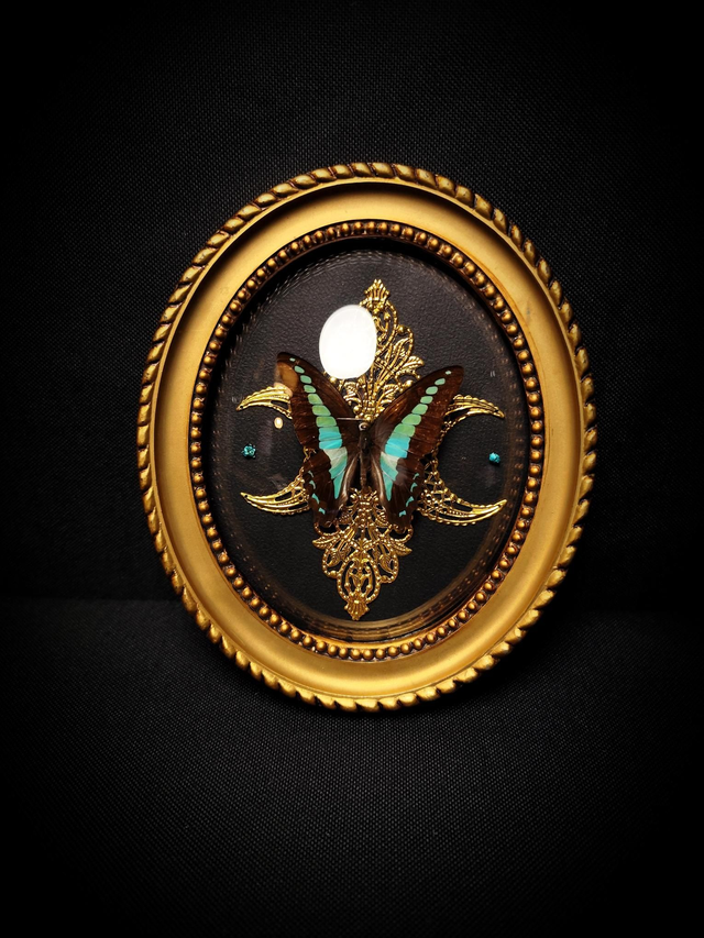 Cadre Vintage Papillon "Graphium Sarpedon"