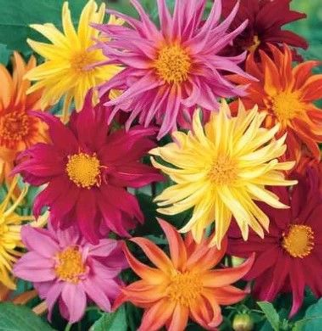 Dahlia à Fleur de Cactus BIO -  (Dahlia variabilis)