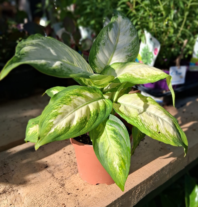 B40 . Dieffenbachia Seguine