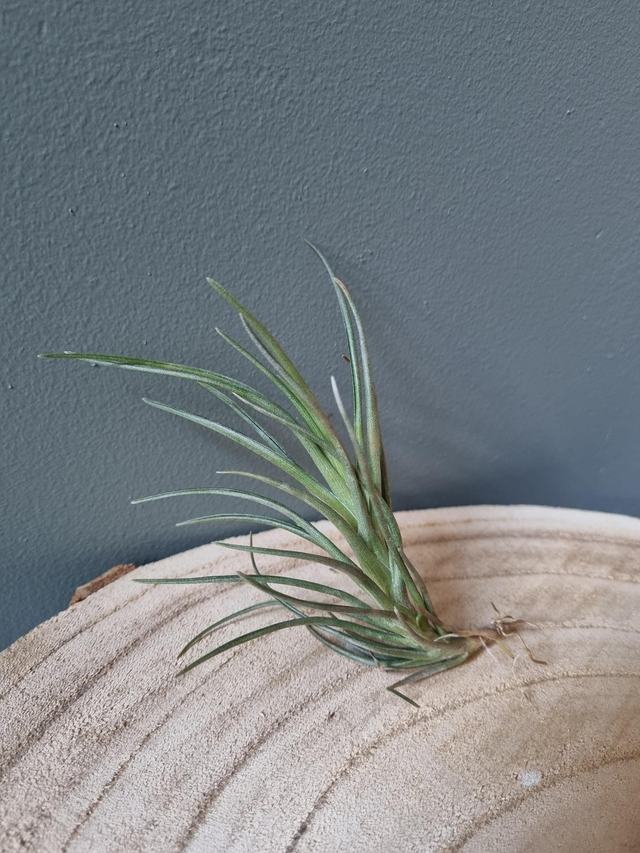 Tillandsia Alberanthos (albertiana x aeranthos)