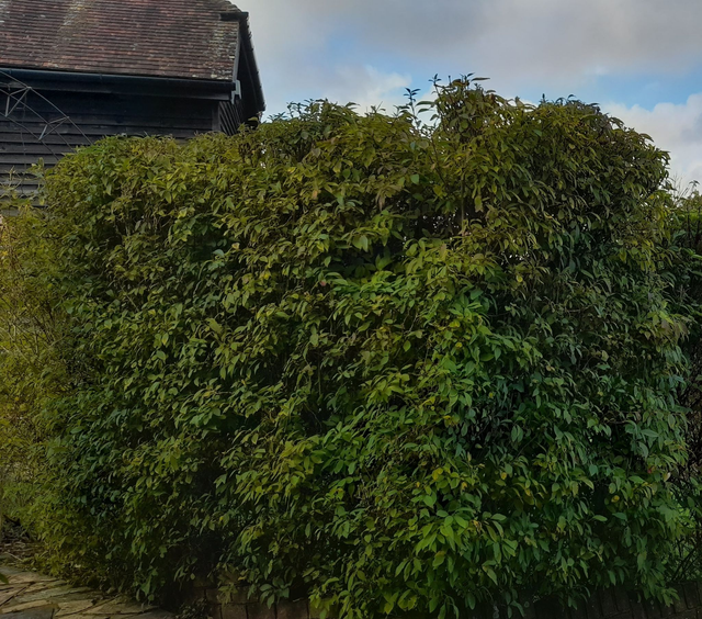 forsythia intermedia `Spectabillis` - 1lt pot