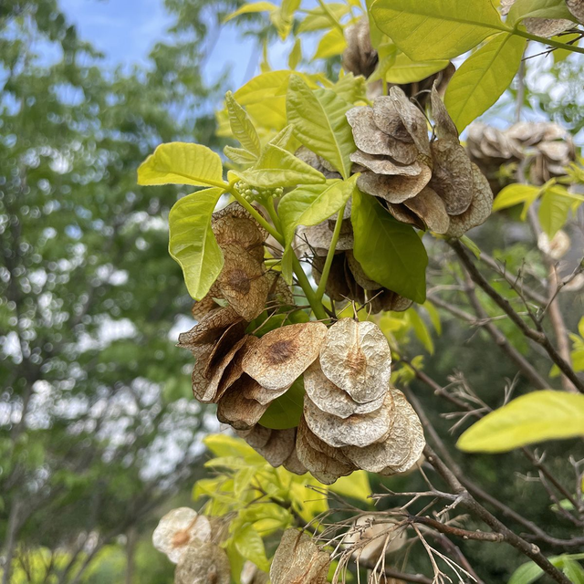 Boucles d'oreille Anémochorie - Orme| Édition limité 20 exemplaires