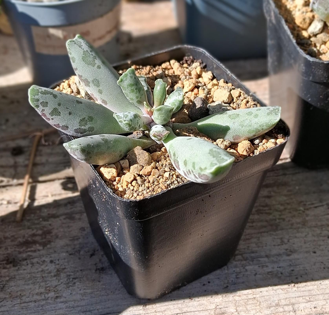 D152 . Adromischus Silver Tube