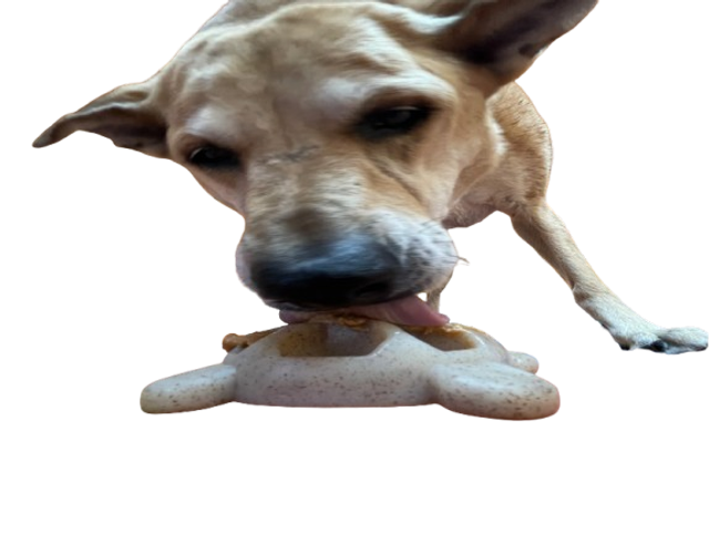 Jouet à mâcher et à enrichir en nylon durable Turtle.