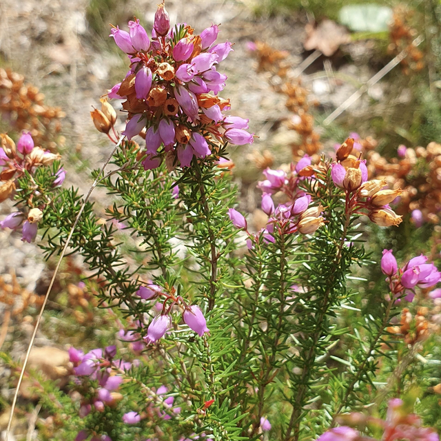 Bruyère cendrée (Erica cinerea )