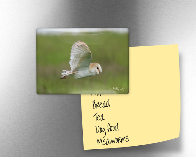 "Barn Owl" Fridge Magnet  