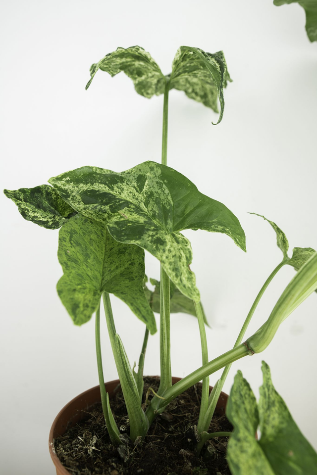 Syngonium Mottled Mojito 🌿