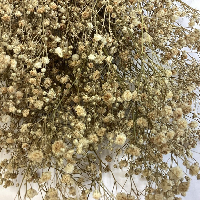 Preserved Gypsophila Natural