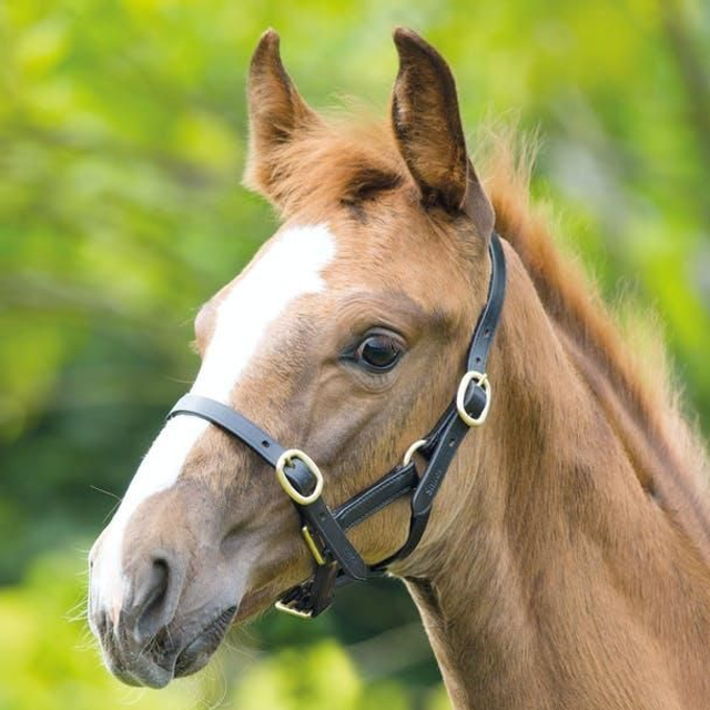 Baby Foals Leather Head Collar