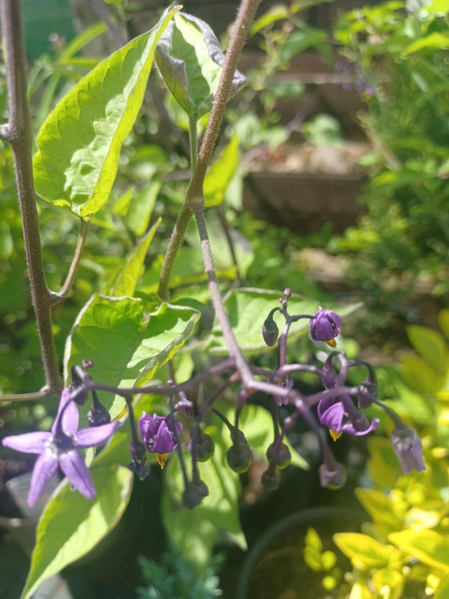 Solanum dulcamara