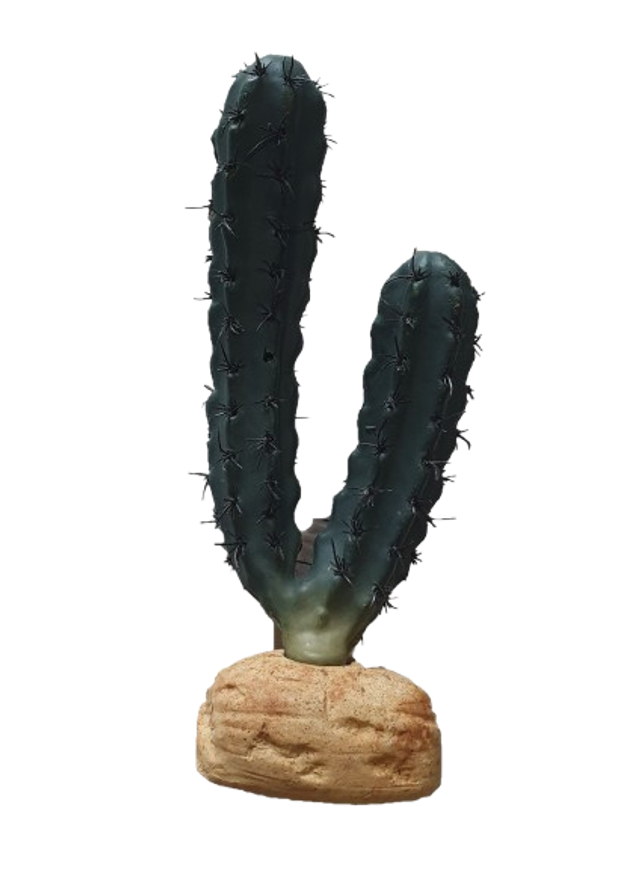 Déco Cactus