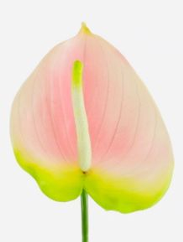 Anthurium Stem