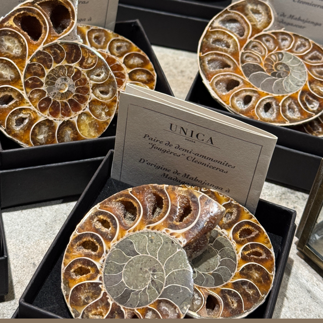 Paire de demi-ammonites polies 006