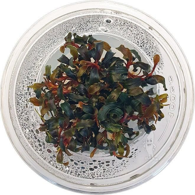 Bucephalandra sp. Red in vitro 100cc 8946005309378