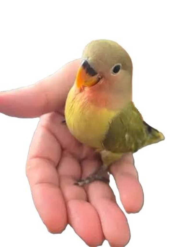 EAM Agapornis mutation (Décembre)