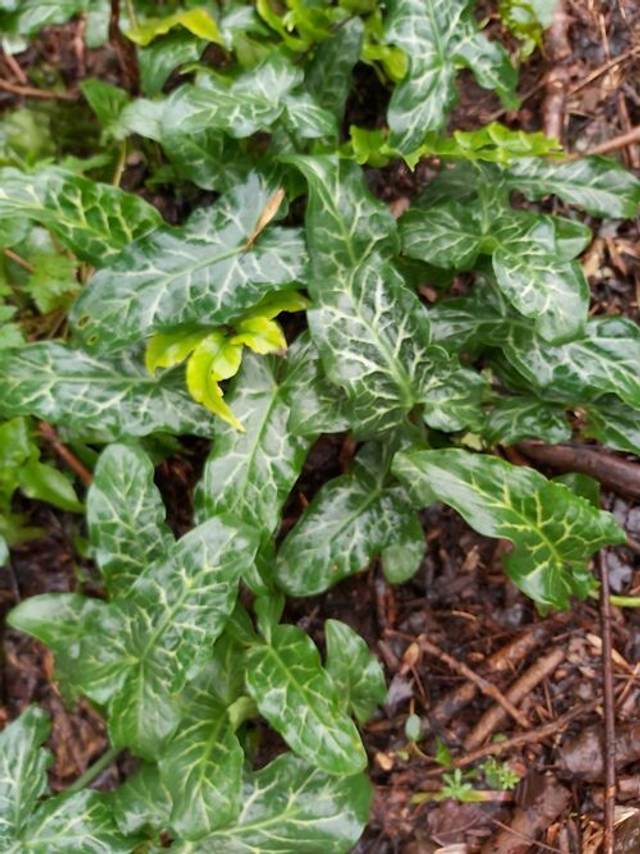 Arum italicum 'Marmoratum'/'Pictum" P9 (0.5 litre)