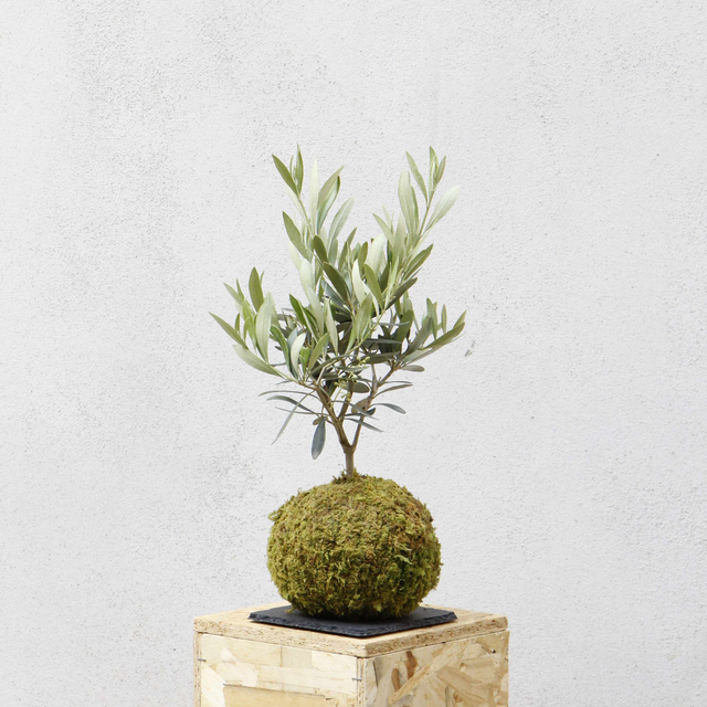 Ulivo Kokedama