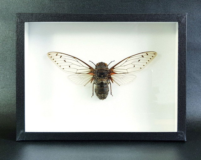 Megapomponia intermedia