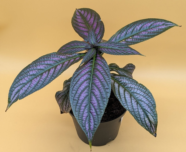 Strobilanthes Dyerianus persiche Schildpflanze