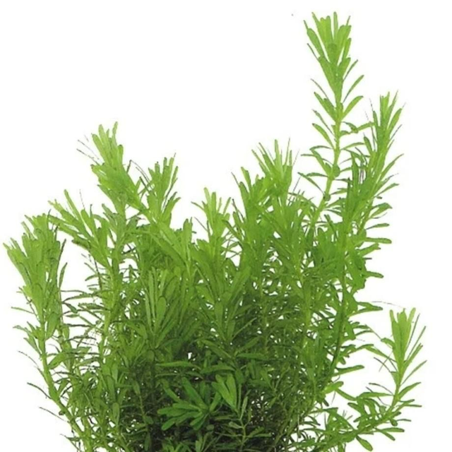 Easygrow Rotala Wallichii 8715897322785