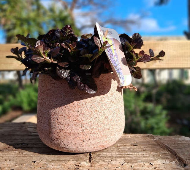 L03 . Ajuga reptans BLACK SCALLOP in vaso "Creta"