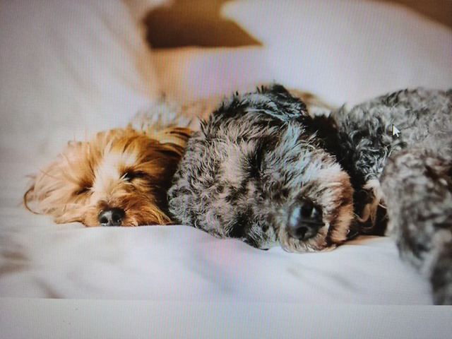 Soin Reiki Animalier 30mn