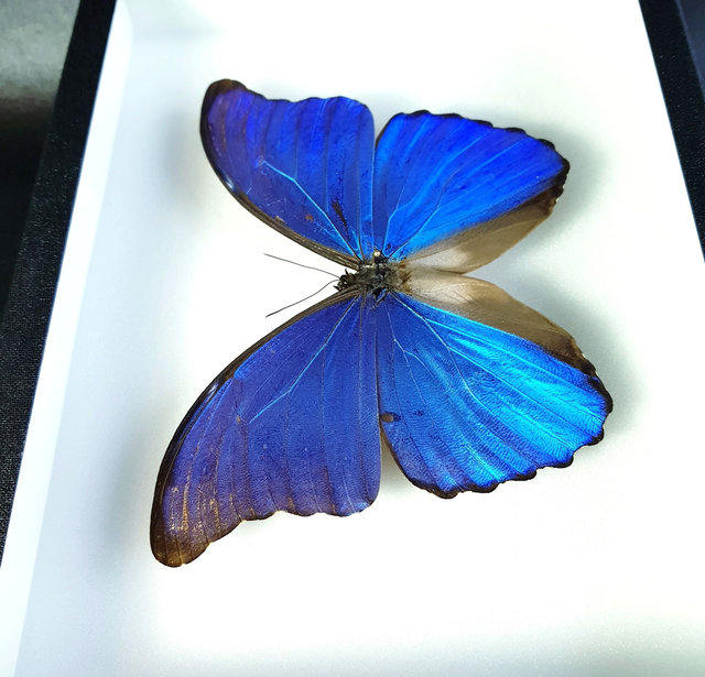 Morpho didius (A-)